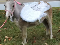 암말, Miniature horse — 사진 3