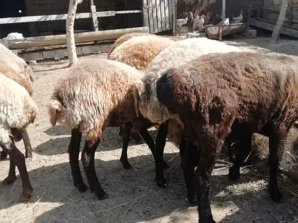 Ovca, Овце