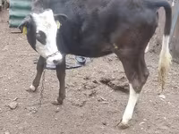 วัวตัวเมีย, Russian Black pied cattle — รูปภาพ 3