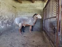 Beran, Arashan sheep — foto 2