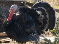 Broad Breasted Hvid — foto 2