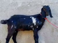 بز ماده, Beetal goats — عکس 3