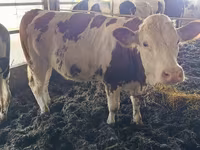 গাভী, Simmental cattle — ছবি 3
