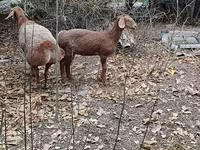 Får, Hissar sheep — foto 6