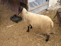 Widder, White Suffolk sheep — Foto 3
