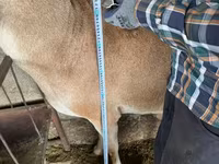 Beran, Afghan Arabi sheep — foto 5