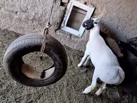 Ovan, Baerchuke sheep — fotografija 6