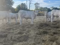 Vaca, Raça de vaca — foto 3