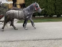 Kuda betina, Horses — foto 1