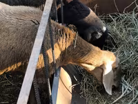 Pecora, Pecore — foto 4