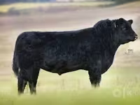 Toro, Aberdeen Angus — foto 2