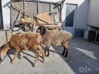 양(암수 미지정, 묶음), 양 — 사진 2