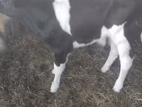Tyre, Holstein-race — foto 3