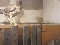 Chickens — zdjęcie 2