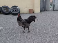 آسترالورپ — عکس 4