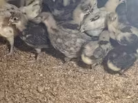 Australorp — zdjęcie 2