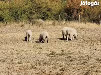 แกะตัวเมีย, White Suffolk sheep — รูปภาพ 6