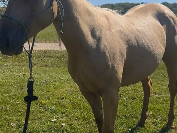 암말, Quarter Horse