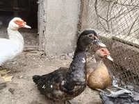 Domestic Muscovy — foto 1