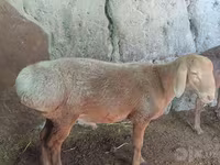Ovce, Afghan Arabi sheep — foto 3
