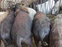 Biri-biri betina, Sheep — foto 4