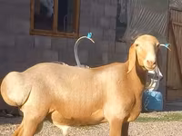 Baran, Arashan sheep — zdjęcie 2