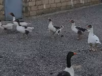 Geese — fotografija 1