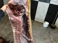 خنزير ذكر, الخنازير — الصورة 2