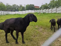 Koç, Hissar sheep — foto 3