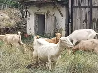 بز نر, بز — عکس 1