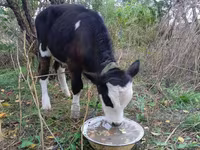 Bulle, Simmental cattle — Foto 2