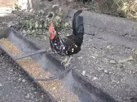 Chickens — photo 5