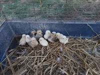 Chickens — 4 зураг