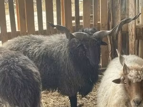 Vædder, Racka sheep