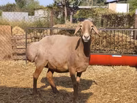 Sheep, Baerchuke sheep — photo 7