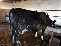 گاو ماده, Simmental cattle — عکس 3