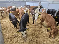 Toro, Bovini — foto 6