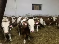 گاو نر, Simmental cattle — عکس 4