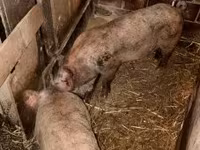Pigs (batch, sex not specified), Pigs — photo 2