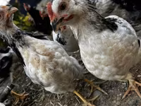Chickens — foto 4