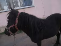 ม้าตัวเมีย, Shetland Pony — รูปภาพ 3