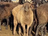 Qoʻy, Edilbay sheep — 4-rasm