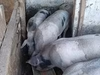 Porci (lot, sex nespecificat), Porci — foto 4