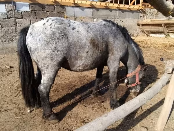 Kůň, Appaloosa