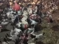Chickens — 1-сурет