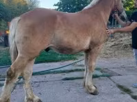 Kuda jantan, Horses — foto 2