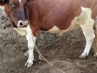 Toro, Bovini — foto 3