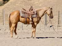 Kuda jantan, Quarter Horse — foto 4