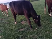 Krava, Simmental cattle — foto 3