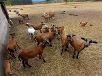 قوچ, Cameroon sheep — عکس 1